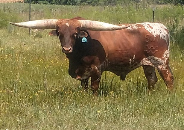 7/11/2019